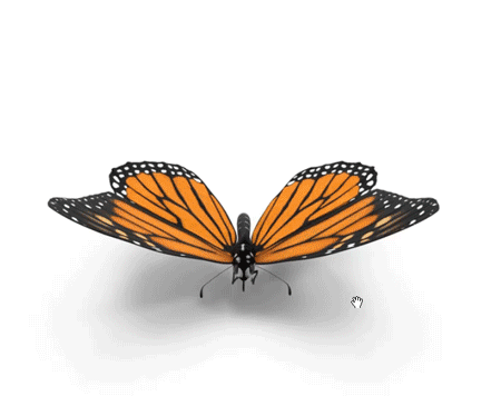butterflyGIF.gif