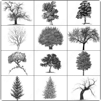 3-tree.jpg