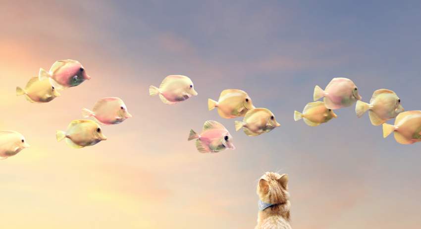 fishes3-6a.jpg