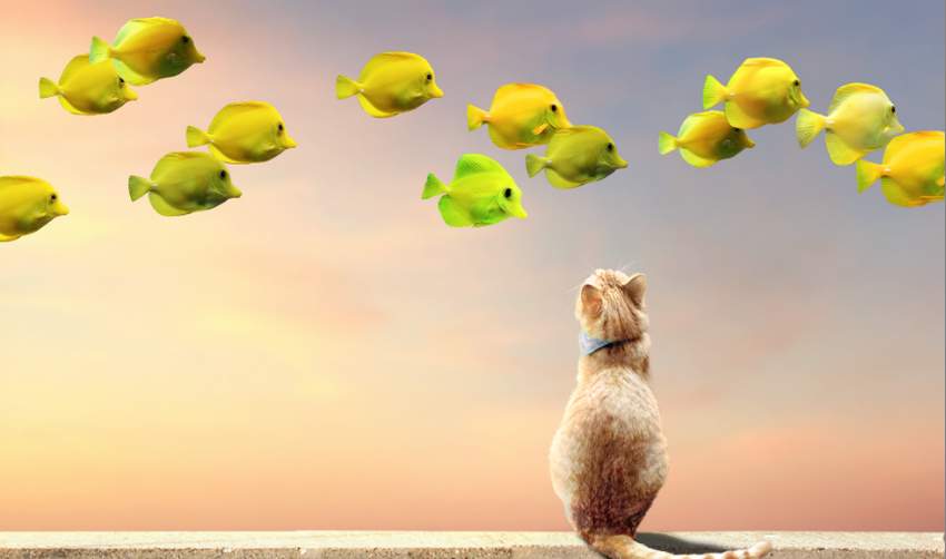 fishes3-2.jpg